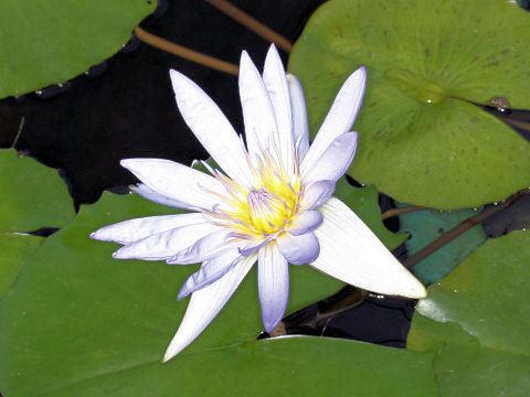 Nymphaea cv. Pennsylvania