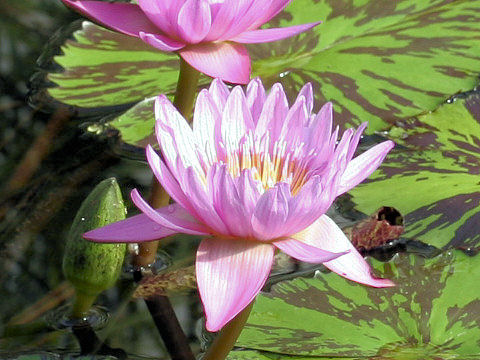 Nymphaea cv. Evelyn Randig