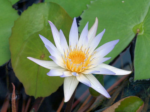 Nymphaea cv. Dauben