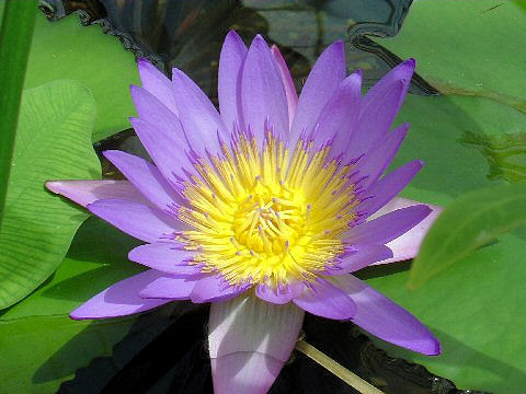 Nymphaea cv.