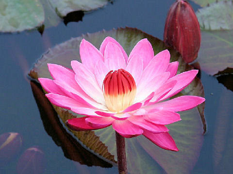 Nymphaea cv. Pride of California