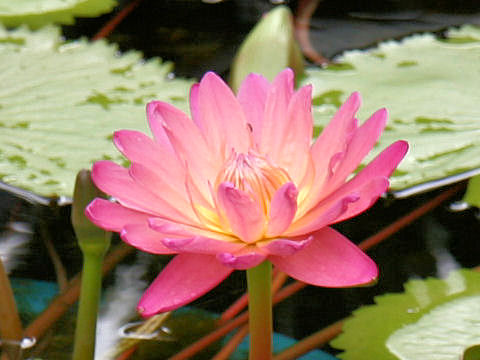 Nymphaea cv. Afterglow