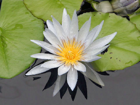 Nymphaea cv. Green Smoke