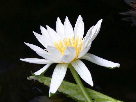 Nymphaea cv. Isabella Pring