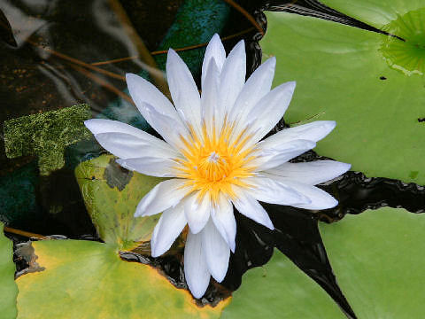 Nymphaea cv. Mrs. Edwards Whintacker