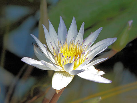 Nymphaea cv. Dauben