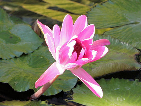 Nymphaea cv. Emily Huchings