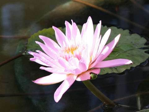 Nymphaea cv. Pink Platter