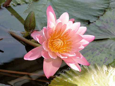 Nymphaea cv.