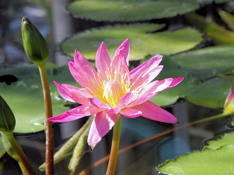 Nymphaea cv. Afterglow