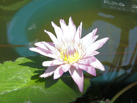 Nymphaea cv. Pink Platter