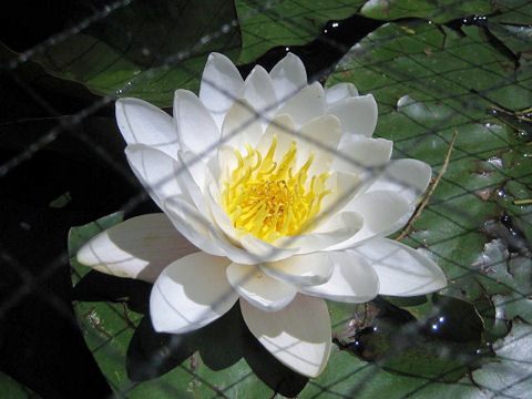 Nymphaea cv.