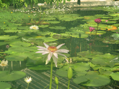 Nymphaea cv.