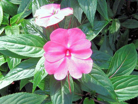 Impatiens hawkeri