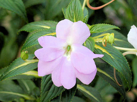 Impatiens hawkeri