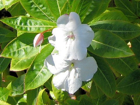 Impatiens hawkeri