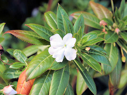 Impatiens hawkeri