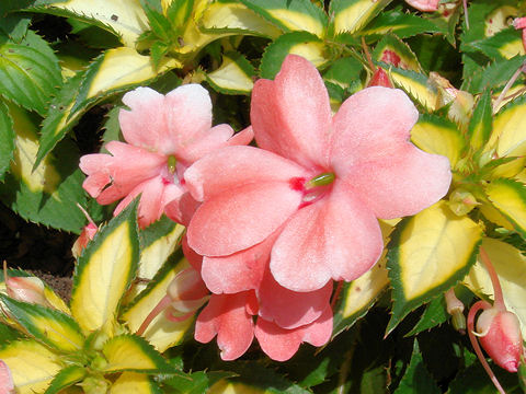 Impatiens hawkeri