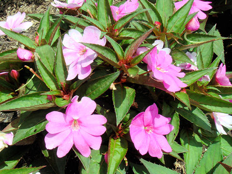 Impatiens hawkeri