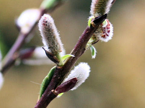 Salix gracilistyla