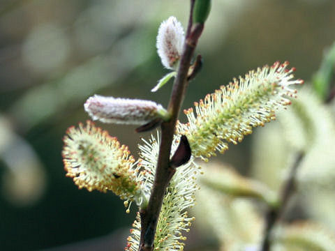 Salix gracilistyla