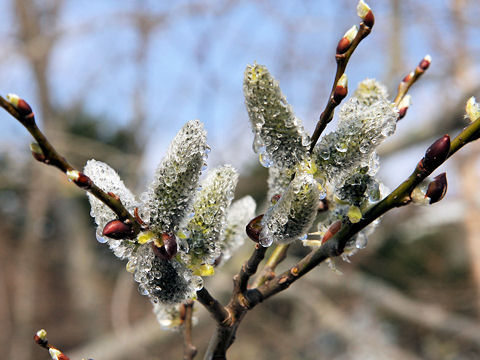 Salix gracilistyla