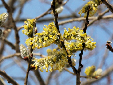 Salix gracilistyla