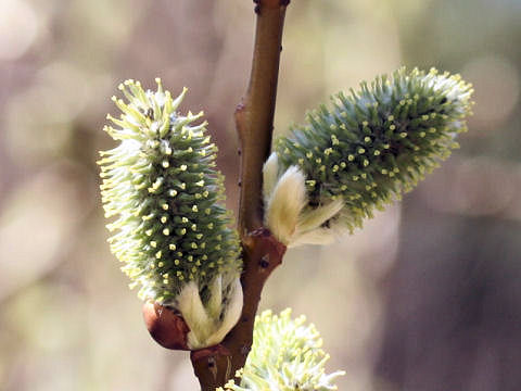 Salix gracilistyla