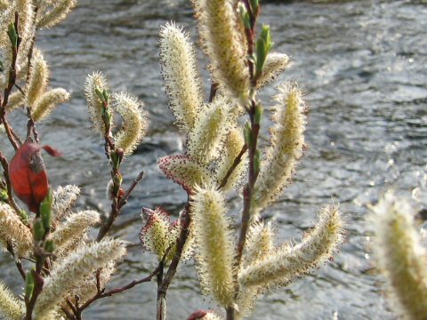 Salix gracilistyla