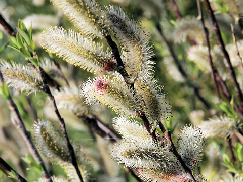 Salix gracilistyla