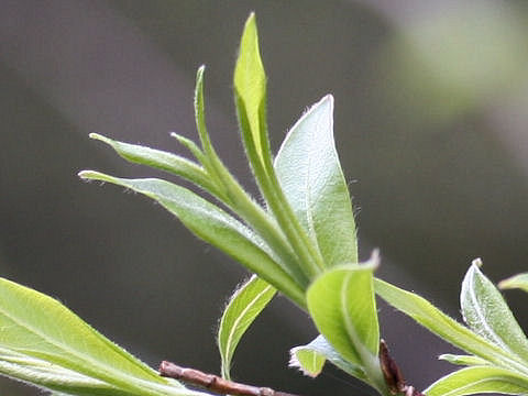 Salix gracilistyla