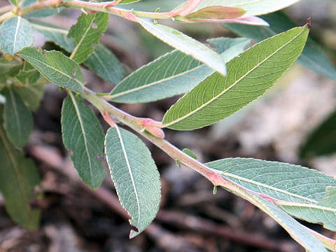 Salix gracilistyla