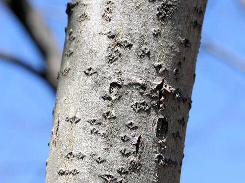 Salix gracilistyla