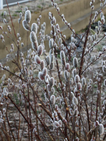 Salix gracilistyla