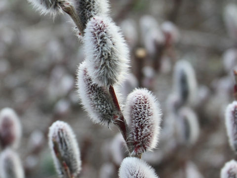 Salix gracilistyla