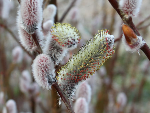 Salix gracilistyla