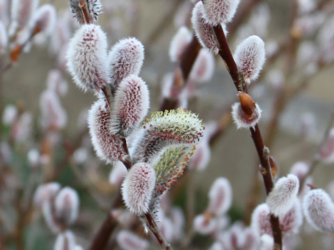 Salix gracilistyla