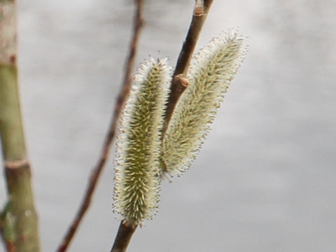 Salix gracilistyla