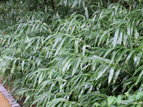 Pleioblastus chino var. viridis
