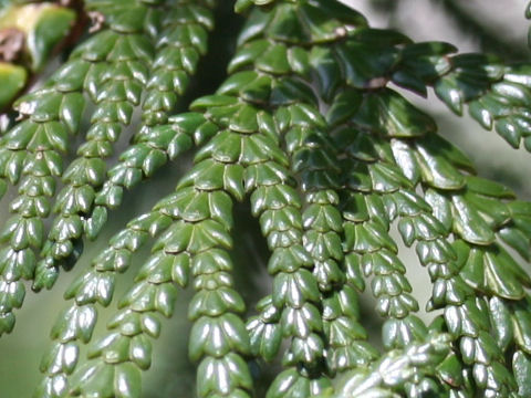 Thuja standishii