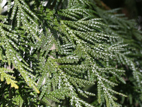 Thuja standishii