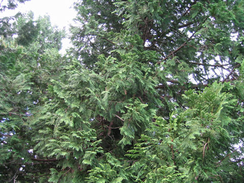 Thuja standishii