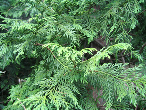 Thuja standishii