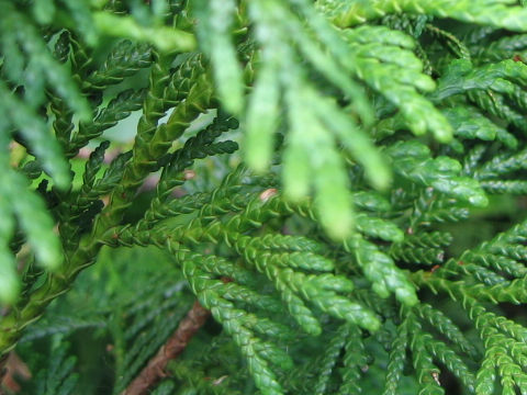 Thuja standishii