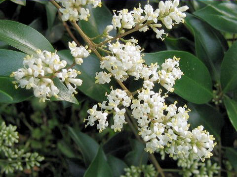 Ligustrum japonicum