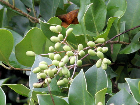 Ligustrum japonicum