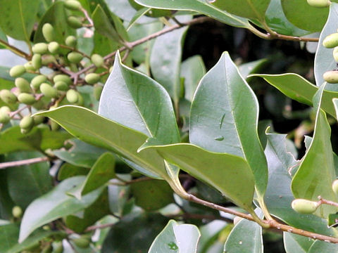 Ligustrum japonicum