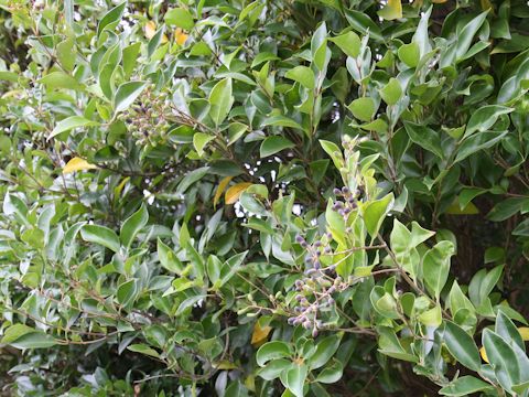 Ligustrum japonicum