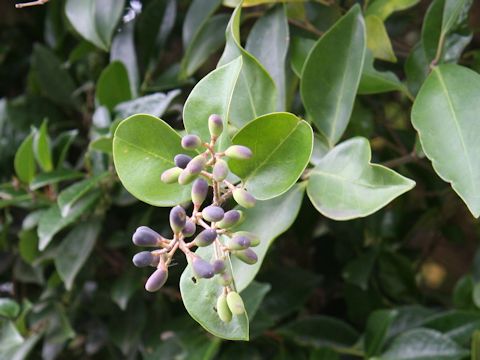 Ligustrum japonicum