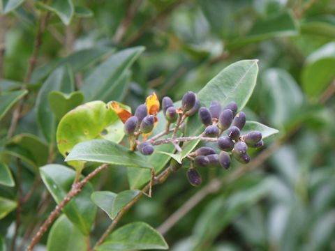 Ligustrum japonicum